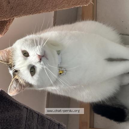 Photo de chat perdu à Angers