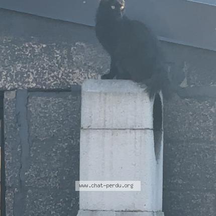 Photo de chat perdu à St Pol Sur Mer