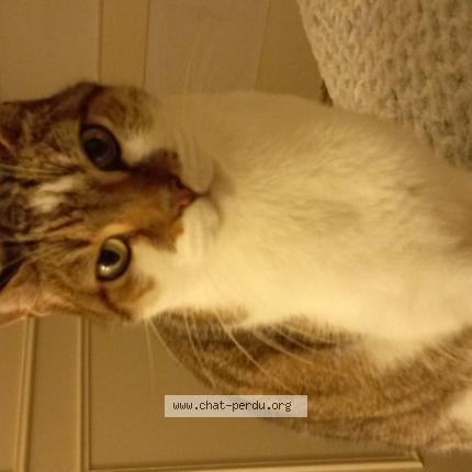 Photo 1/1 Chili Chat perdu à Saint etienne du bois