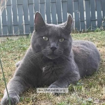 Photo 1/1 Chat retrouvé Perdu à Donnenheim
