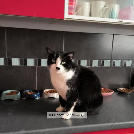 Photo 1/1 Malicia Chat perdu à Cologne