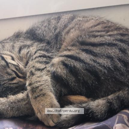 Photo 1/1 Yuna Chat perdu à Saint michel de llotes