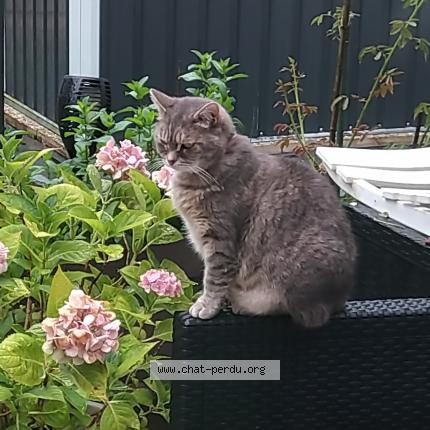 Photo 1/1 Peppa Chat perdu à Pontault combault