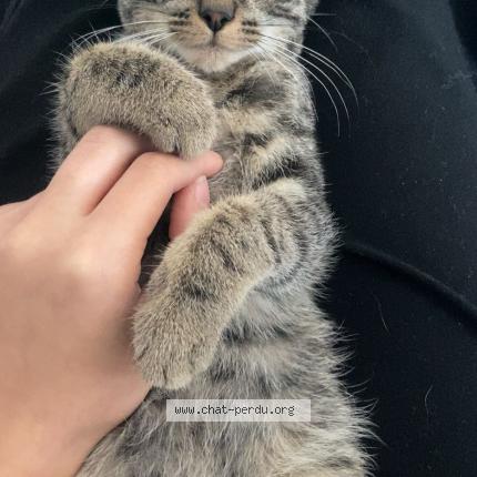 Photo de chat perdu à Beaupreau En Mauges