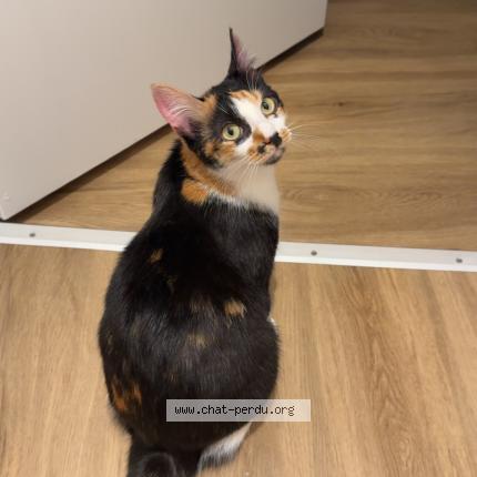 Photo 1/1 Chat retrouvé Perdu à Doue la fontaine
