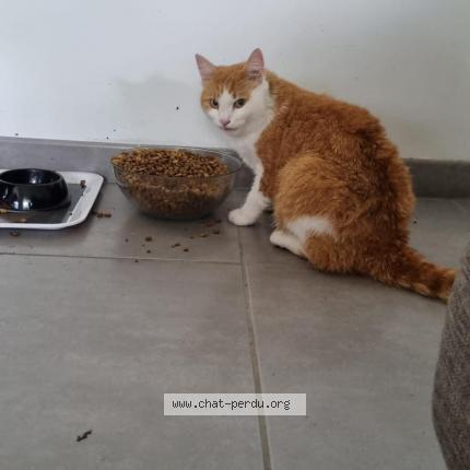 Photo 1/1 Vayu Chat perdu à St louis