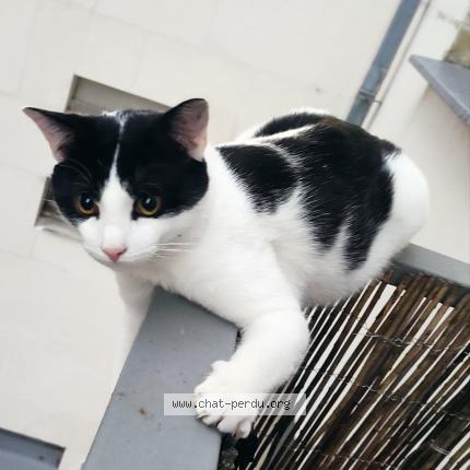 Photo 1/1 Chat retrouvé Perdu à Tours