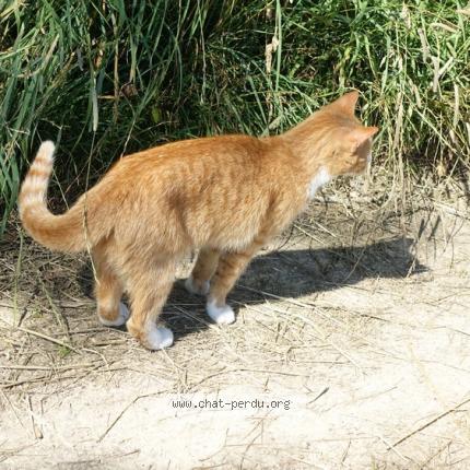 Photo 1/1 Chat retrouvé Trouvé à Vaudemont