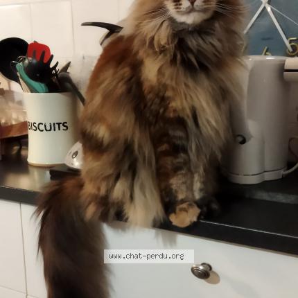 Photo de chat perdu à Villeneuve Sur Lot