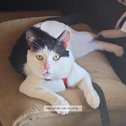 Photo de chat perdu à Bandol