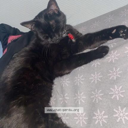 Photo 1/1 Nala Chat perdu à Oigny en valois