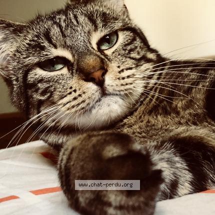 Photo de chat perdu à Grenoble