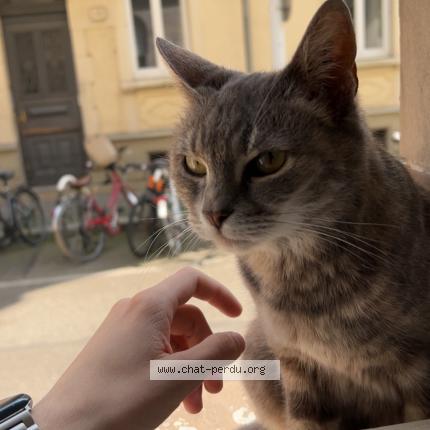 Photo 1/1 Minouche Chat perdu à Strasbourg