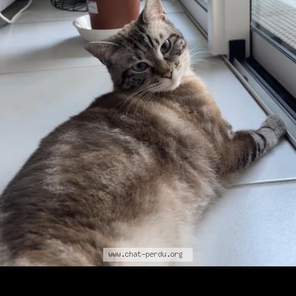 Photo 1/1 Chat retrouvé Perdu à Toulouse