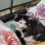 Photo de chat perdu à Bougival