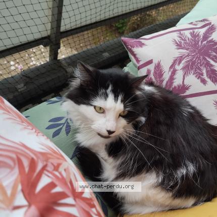 Photo 1/1 Chat retrouvé Perdu à Bougival