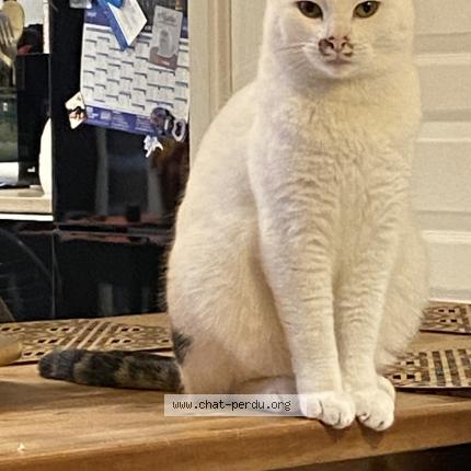 Photo 1/1 Tokyo Chat perdu à Le pouzin