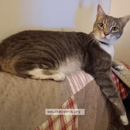 Photo de chat perdu à Nantes