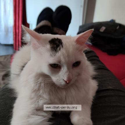 Photo de chat perdu à Tremblay En France