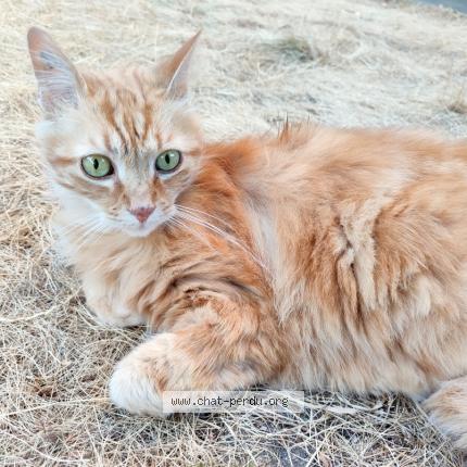 Photo de chat perdu à Roanne