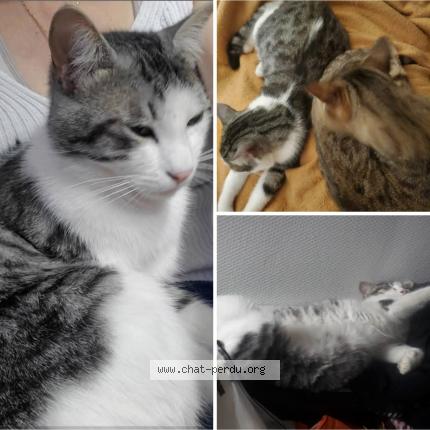 Photo de chat perdu à Agen