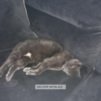 Photo 1/1 Bella Chat perdu à Lons le saunier