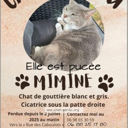 873546 Mimine chat perdu à TAVAUX - Chat Perdu France