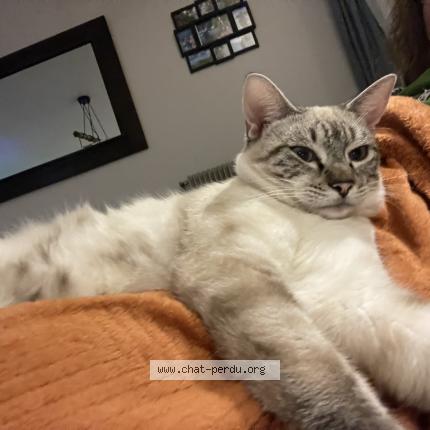 Photo de chat perdu à Les Villages Voveens