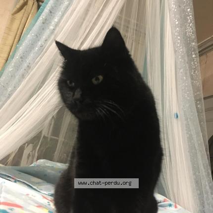 Photo de chat perdu à Luchapt
