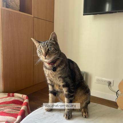 Photo de chat perdu à Paris