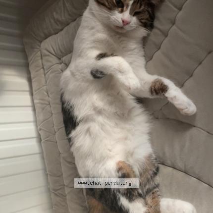 Photo de chat perdu à Manosque