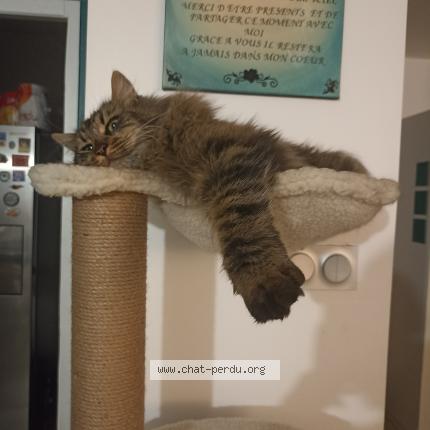 Photo de chat perdu à Pugnac