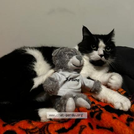 Photo de chat perdu à Bailly Romainvilliers