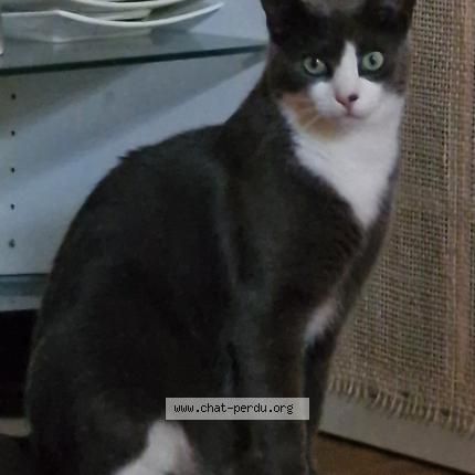 Photo 1/1 Cook Chat perdu à Ste ramee