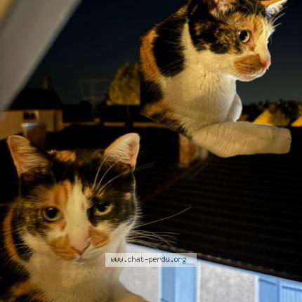 Photo 1/1 Chat retrouvé Perdu à Montluel