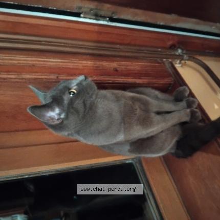 Photo 1/1 Willow Chat perdu à Saint martin d hardinghem