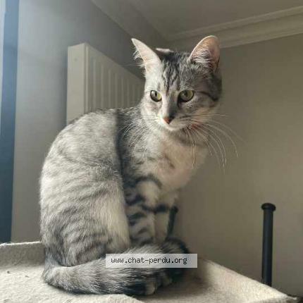 Photo 1/1 Chat retrouvé Perdu à Saint Maur Des Fosses