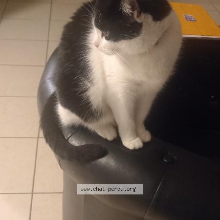 Photo de chat perdu à Daoulas