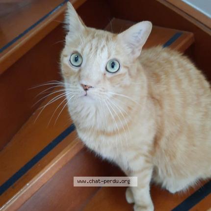 Photo de chat perdu à Villemomble