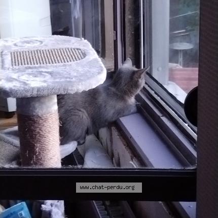 Photo de chat perdu à Aulnoye Lez Valenciennes