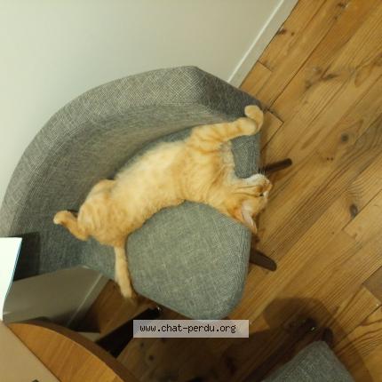 Photo de chat perdu à Champeix