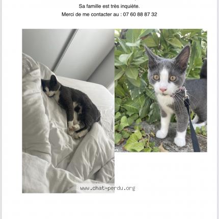 873618 Milo chat perdu à MOUGINS - Chat Perdu France