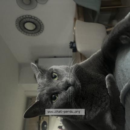 Photo de chat perdu à Caromb