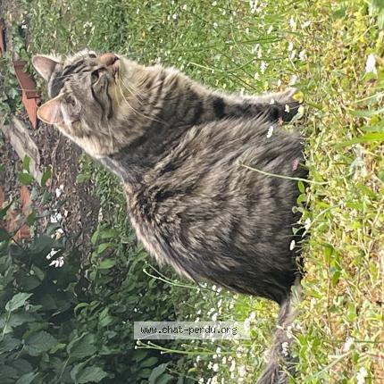 Photo de chat perdu à Meaux