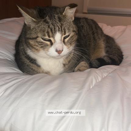 Photo 1/1 Nala Chat perdu à Saint pierre les elbeuf