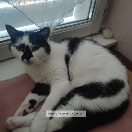 Photo 1/1 Zaya Chat perdu à Coulanges yonne