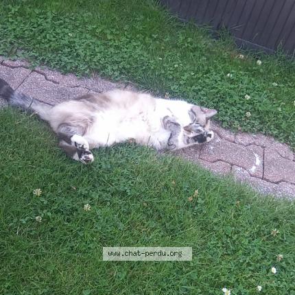 Photo 1/1 Popiette Chat perdu à Lewarde