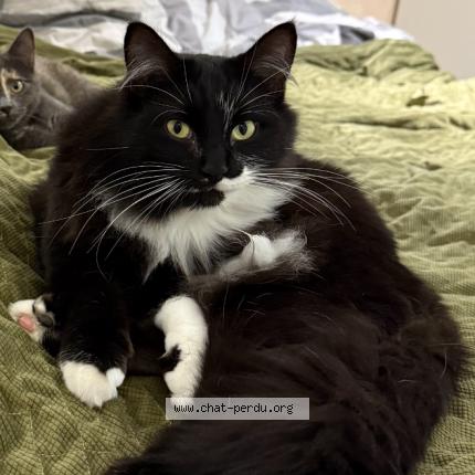 Photo 1/1 Crispy Chat perdu à Arpajon