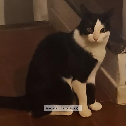 Photo de chat perdu à Pezenas
