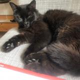 Photo de chat perdu à Meulan En Yvelines